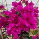 Bougainvillea - Murvafürt