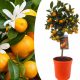 Calamondin - hibridnarancs fa (törzses)