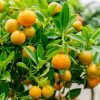 Calamondin - hibridnarancs fa (törzses)