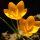 Sárga virágú krókusz - Crocus Flavus