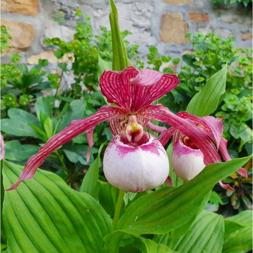 CYPRIPEDIUM REGINAE  - Fagytűrő orchidea