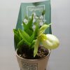 CYPRIPEDIUM REGINAE  - Fagytűrő orchidea