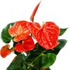 Anthurium 'Delicia Orange' - Flamingóvirág