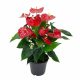 Anthurium 'Red' - Flamingóvirág