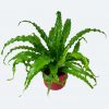 Asplenium 'Osaka' - Madárfészekpáfrány