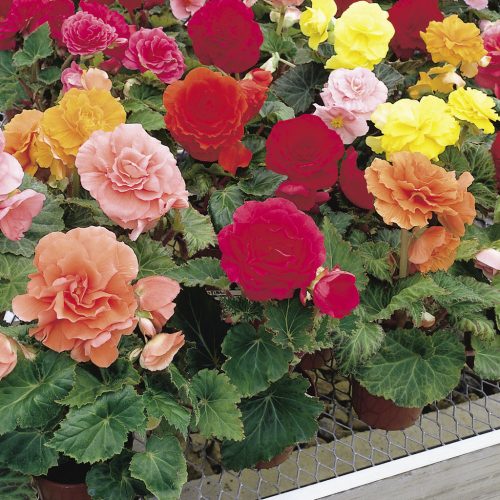 Begonia mix - Begónia