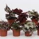 Begonia Rex mix - Királybegónia