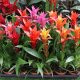 Bromelia mix   Guzmania Compact - Bromélia