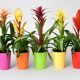 Bromelia mix Deco Cserép