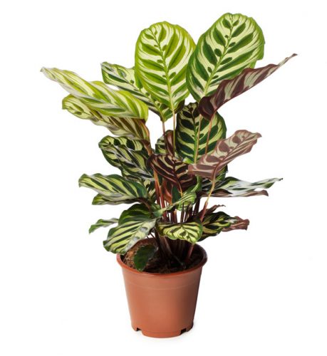 Calathea Ornata/Macoyana - Kolumbiasi kosármarante (Zebralevél)