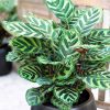 Calathea Ornata/Macoyana - Kolumbiasi kosármarante (Zebralevél)