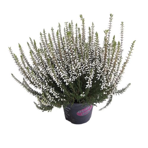 Calluna Extra - Csarab