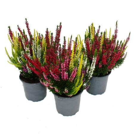 Calluna mini mix - Csarab