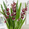 Cambria 'Barocco Red' - Orchidea