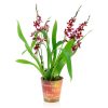 Cambria 'Barocco Red' - Orchidea