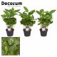 Coffea arabica Deco