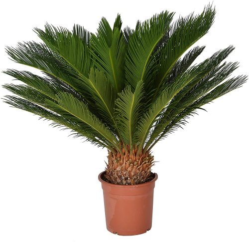 Cycas revoluta - Cikász pálma (Japán cikász)