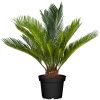 Cycas revoluta - Cikász pálma (Japán cikász)