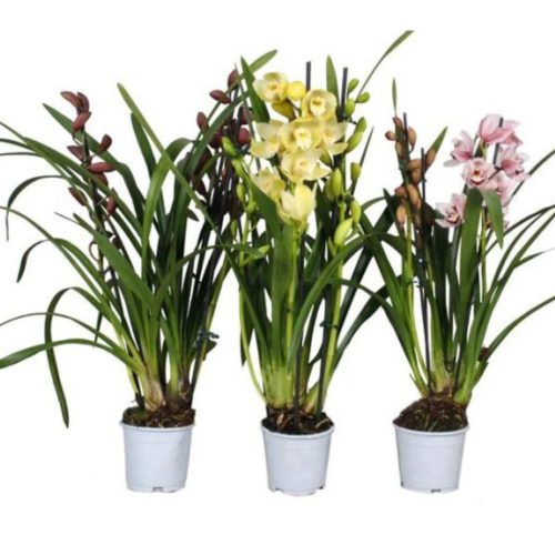 Cymbidium mix - Csónakorchidea