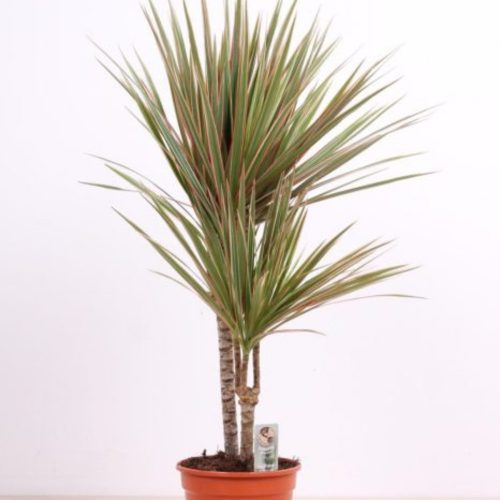 Dracaena marginata 30/10 - Sárkányfa