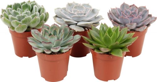 Echeveria mini mix - Amerikai kövirózsa