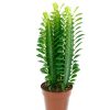 Euphorbia Trigona - Háromélű kutyatej 