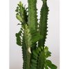 Euphorbia Trigona - Háromélű kutyatej 