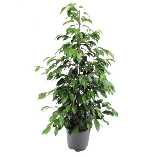 Ficus Daniella - Csüngő ágú fikusz