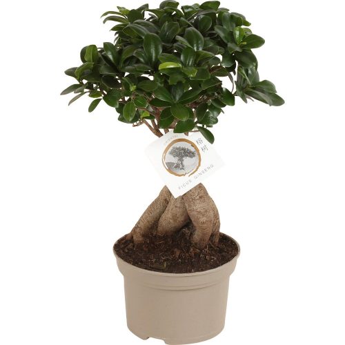 Ficus Ginseng