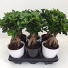 Ficus Ginseng