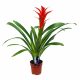 Guzmania Rana - Bromélia