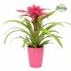 Guzmania Pink - Bromélia