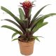 Guzmania Francesca - Bromélia