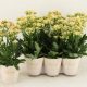 Kalanchoe Sunny - Korallvirág  (Fehér)