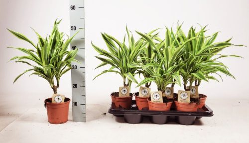 Dracaena de Lemon Lime  - Illatos sárkányfa