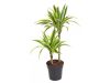 Dracaena de Lemon Lime  - Illatos sárkányfa