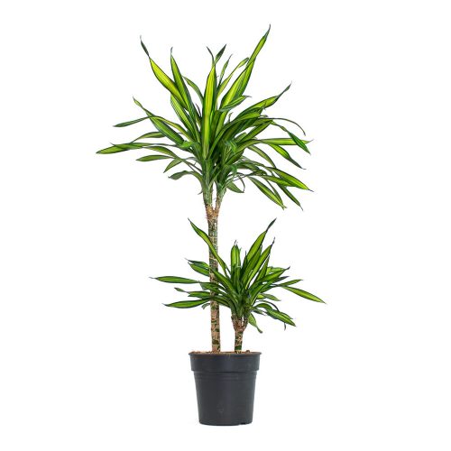 Dracaena Fragranst Riki Carrou - Illatos sárkányfa