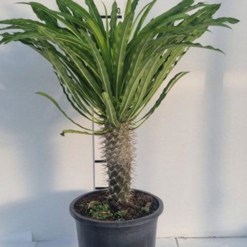 Pachypodium lamerei - Madagaszkári pálma, gumólábfa