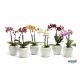 Phalaenopsis mini Deco - Orchidea