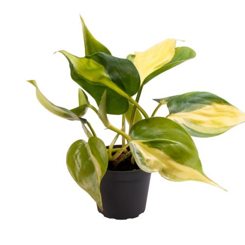 Philodendron Brasil