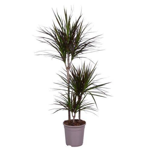 Dracaena Marginata Magenta - Tarka sárkányfa  3 Törzses