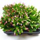 Schlumbergera mix - Karácsonyi kaktusz