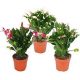 Schlumbergera mix - Karácsonyi kaktusz