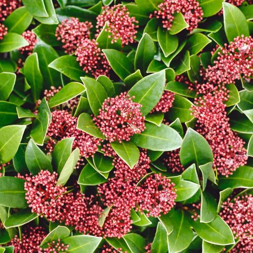 Skimmia Japonica -  Japán dérbabér