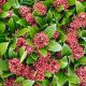 Skimmia Japonica -  Japán dérbabér