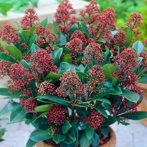 Skimmia Japonica 'Rubella' - Japán dérbabér