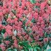 Skimmia Japonica 'Rubella' - Japán dérbabér