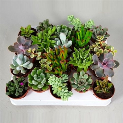 Succulent mix  - kövirózsa