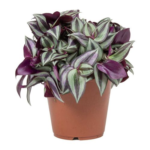 Tradescantia Zebrina - Zebrapletyka