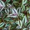 Tradescantia Zebrina - Zebrapletyka